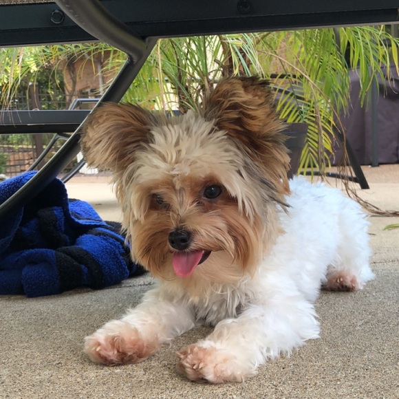 Meet your Posher, Nicole - Picture 1 of 1